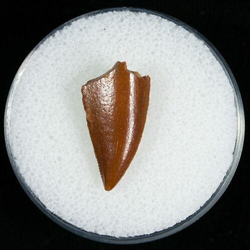 Sharp Raptor Tooth From Morocco - #6894